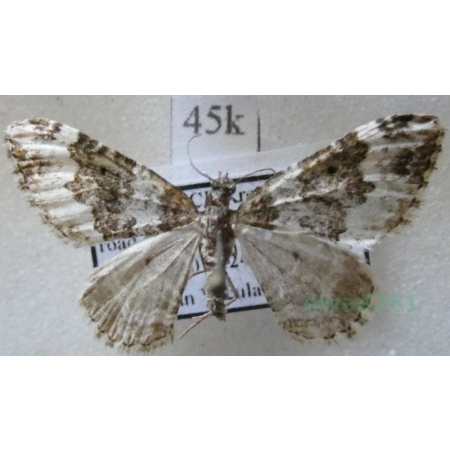 Xanthorhoe oxybiata (Millière, 1873) female Greece, Kreta45k